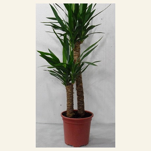 Saksı Çiçeği — Model 11 — Saksı Çiçekleri ve Yeşil Bitkiler